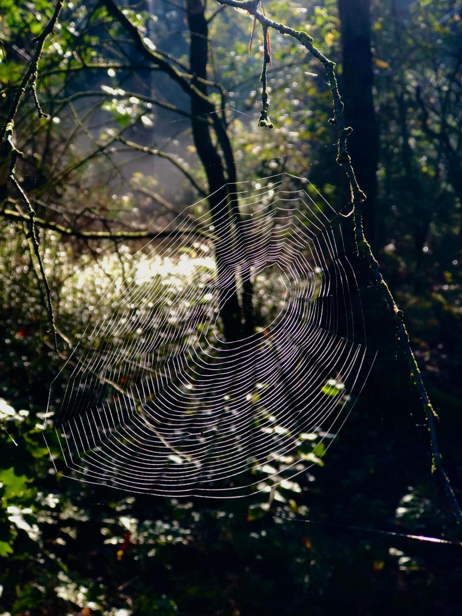 Het Natuurhuisje Op De Veluwe * Nunspeet